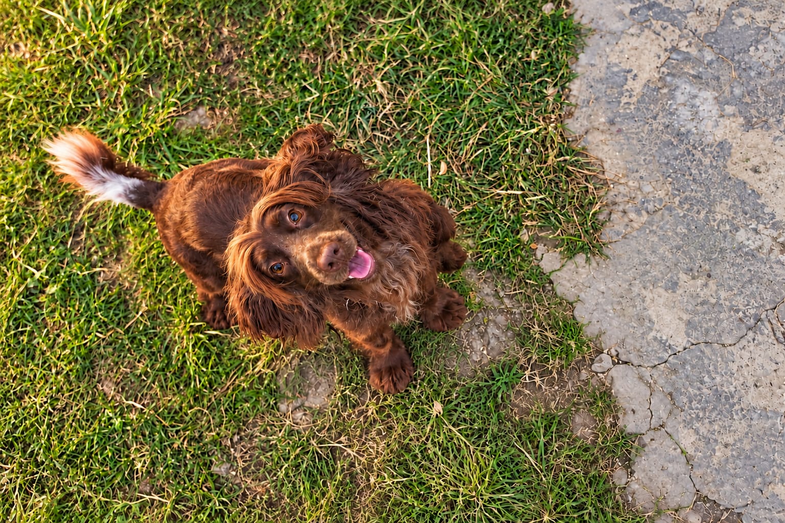 A brown cocker spaniel on the grass, looking up with its tongue out