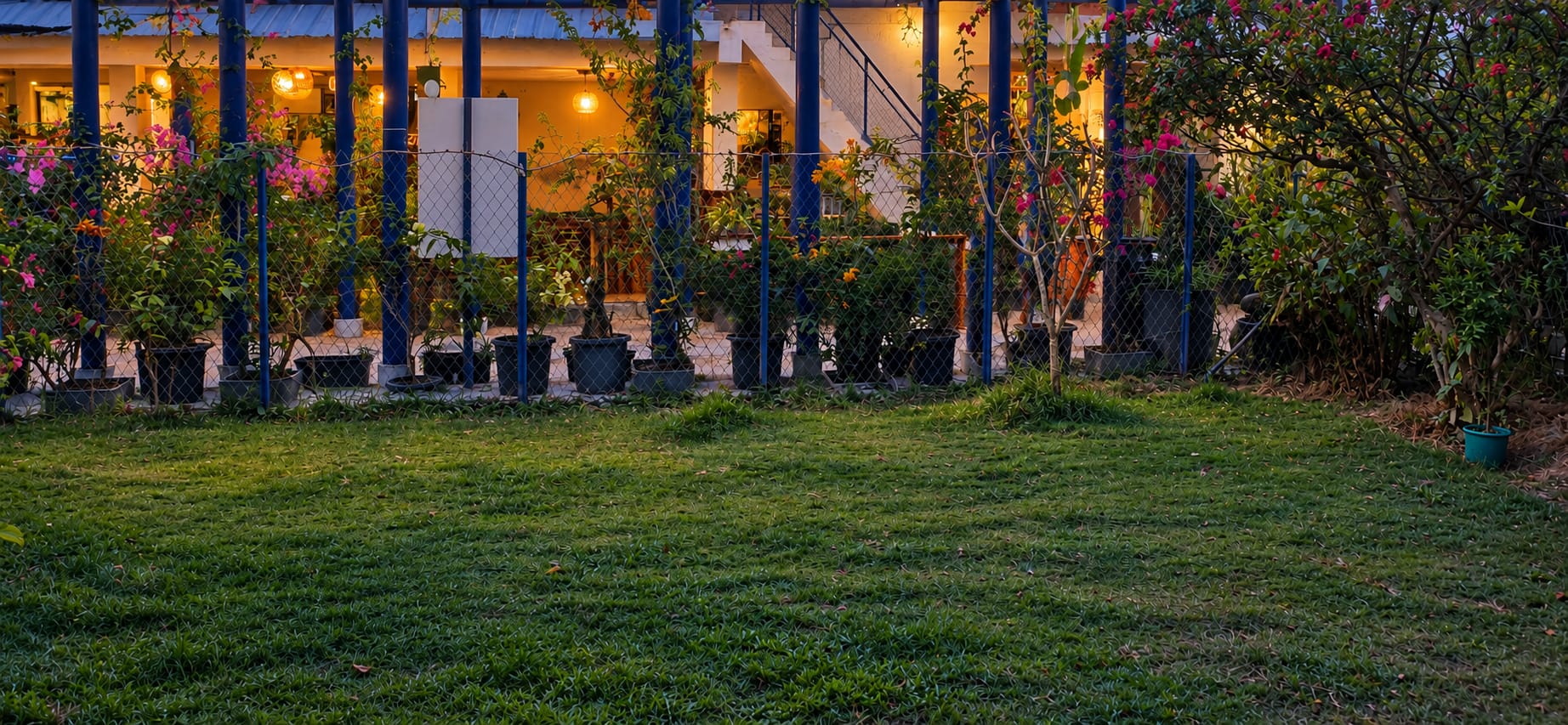 The lawn in the evening, below the blue-framed café pavilion with its lights on behind rows of potted plants