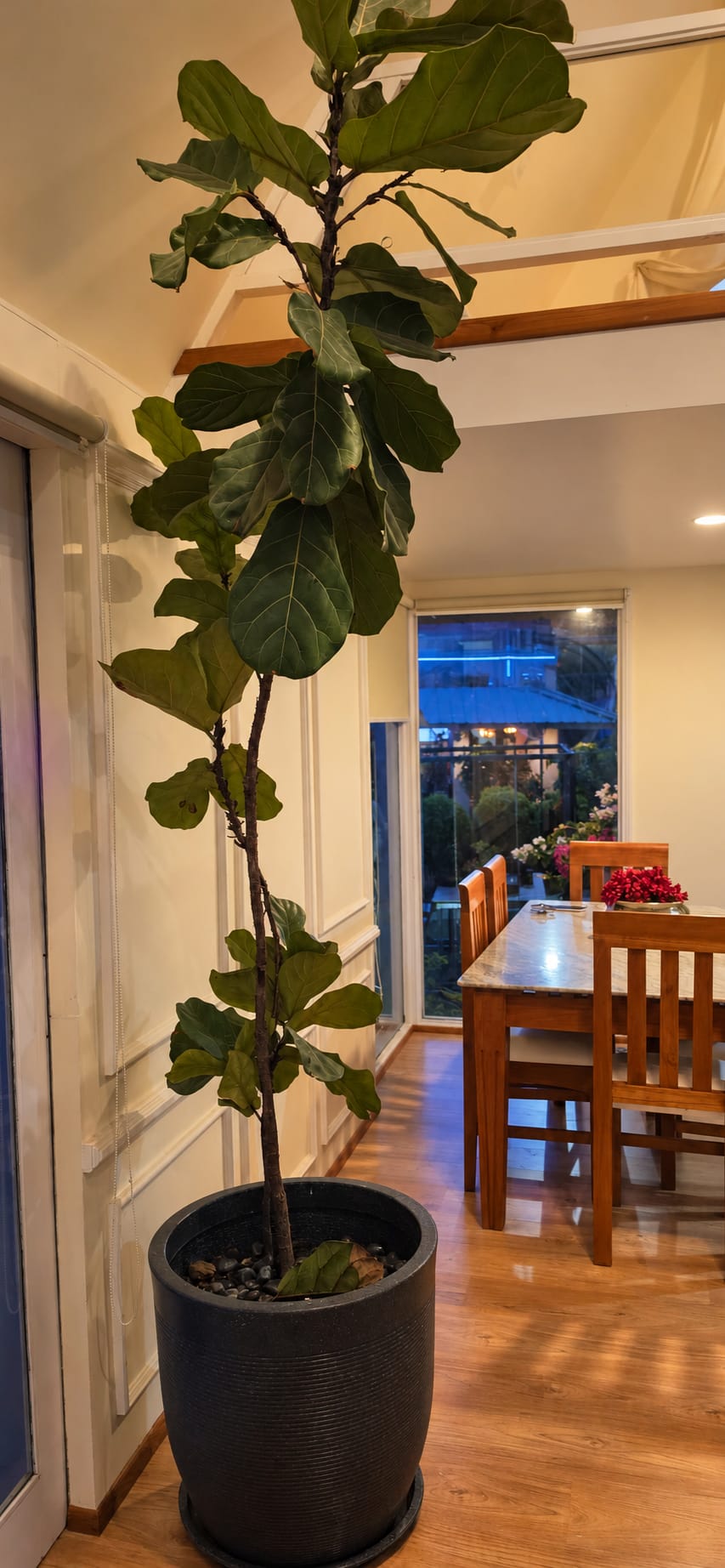 A tall potted fiddle-leaf fig in the homestay hall, with the dining table and chairs beyond
