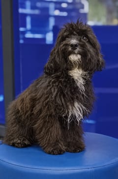 Atanghara, a Poodle, in the framed portrait on the café wall