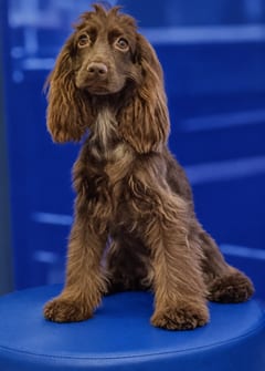 Ketuki, a Cocker Spaniel, in the framed portrait on the café wall