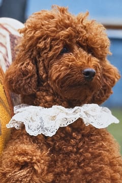 Kusumlei, a Poodle, in the framed portrait on the café wall