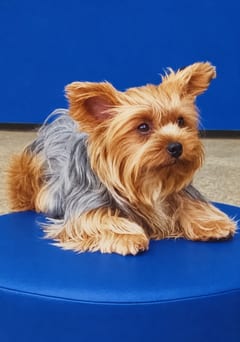 Leibaklei, a Yorkshire Terrier, in the framed portrait on the café wall