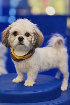 Parijat, a Shih Tzu, in the framed portrait on the café wall