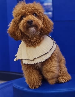 Thambal, a Poodle, in the framed portrait on the café wall